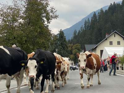 2209_gailtaleralmkaese